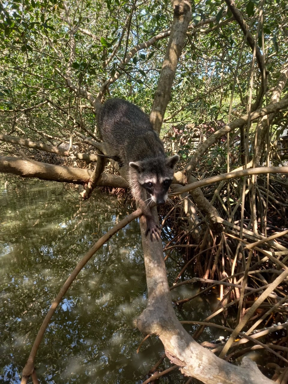 Paseo por los Manglares